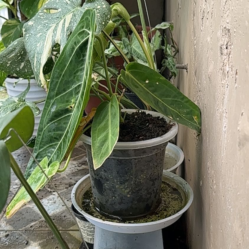 Photo of the plant species Anthurium queremalense by @Acaciagreggii named Queen on Greg, the plant care app