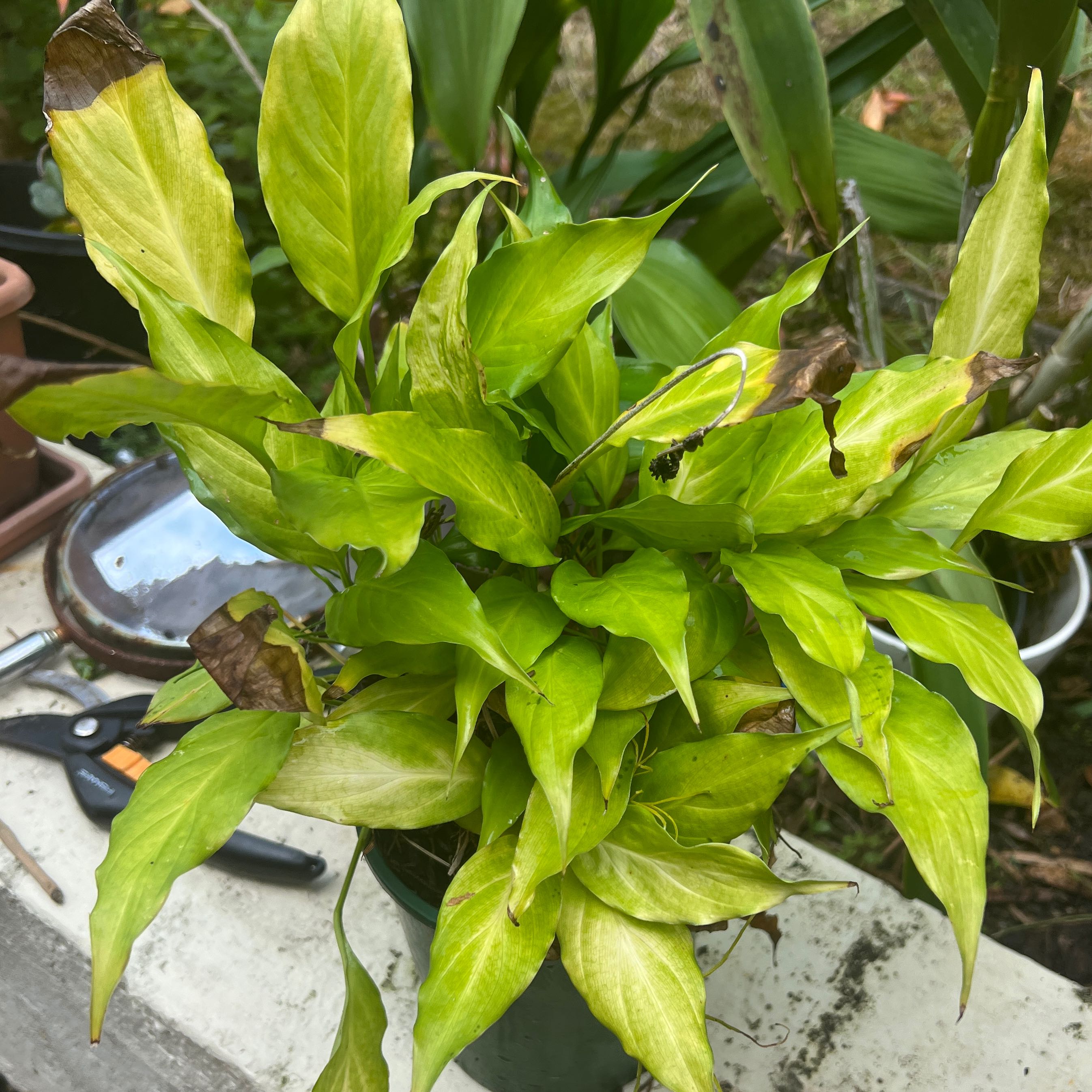 Photo of the plant species Petite Peace Lily by @BusyWidowscross named Petiti on Greg, the plant care app