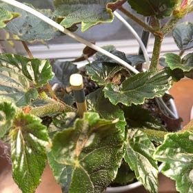 Photo of the plant species Begonia Ginny by @YiftWavecactus named Gomez on Greg, the plant care app