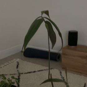 Photo of the plant species Dwarf Weeping Blue Ginger by @ChirpyStomatium named Blue Ginger on Greg, the plant care app