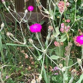 Photo of the plant species Rose Campion by @ChampJadeplant named Fernie Mercury on Greg, the plant care app
