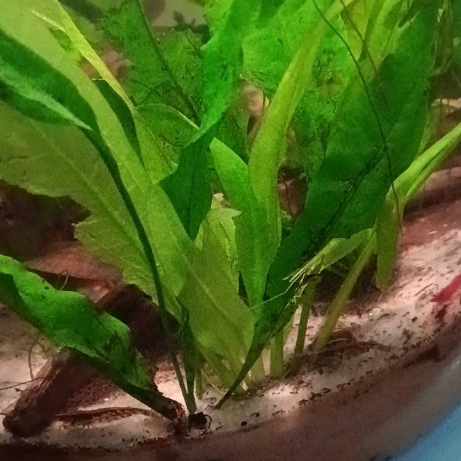 Photo of the plant species Long Strap Fern by @UberLeatherleaf named Bruce Lee on Greg, the plant care app