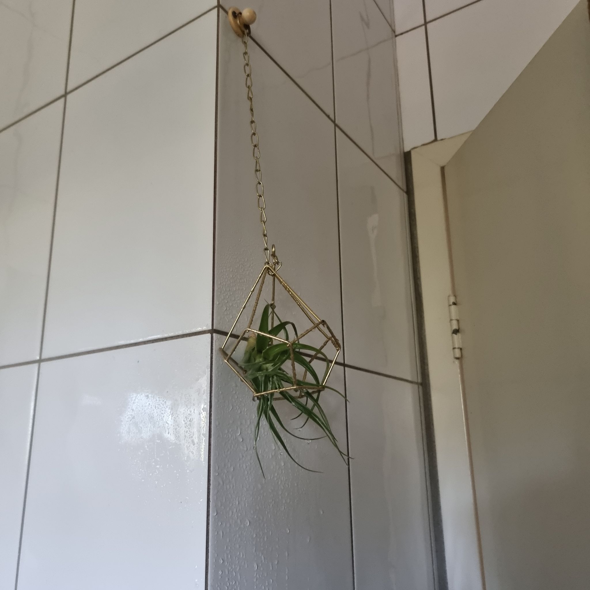 Photo of the plant species Tillandsia albida by @PurePrenanthes named Leaf Erickson on Greg, the plant care app