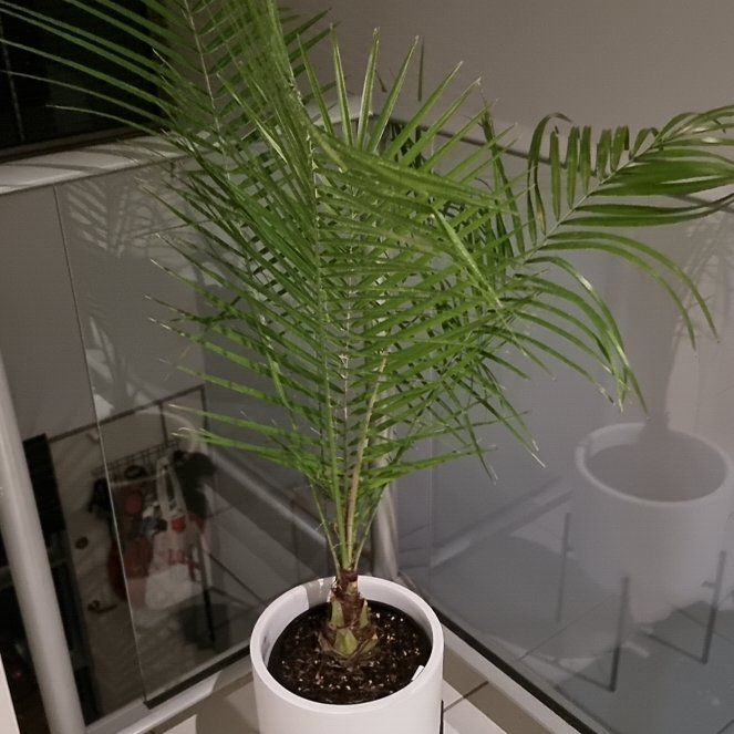 Photo of the plant species Phoenix Palm by @PurePrenanthes named Sol (Rupicola) on Greg, the plant care app