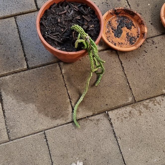 Photo of the plant species Red Dragon Succulent Cactus by @PurePrenanthes named Dax on Greg, the plant care app