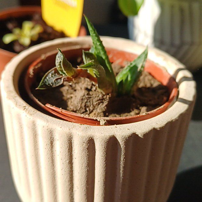 Photo of the plant species Zebra Plant by @ZappyEchinaria named Achilles on Greg, the plant care app