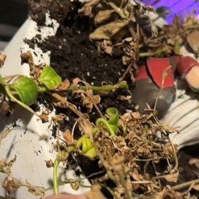 Photo of the plant species Surfinia Sweet Pink Petunia by @RadGlassyonion named Achilles on Greg, the plant care app