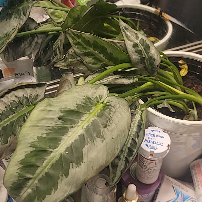 Photo of the plant species Silver Form by @NewAnimatedoat named Morgan Treeman on Greg, the plant care app