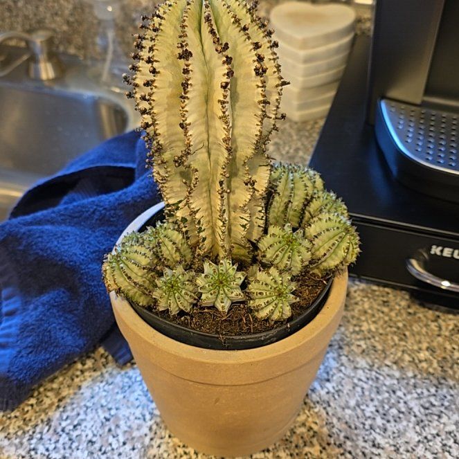 Photo of the plant species African Milk Barrel by @DoughtyOtanthus named Sahara on Greg, the plant care app