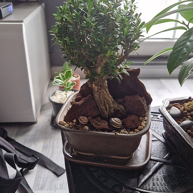 Photo of the plant species Harland Boxwood by @HeirAutumnsage named Foxxy on Greg, the plant care app