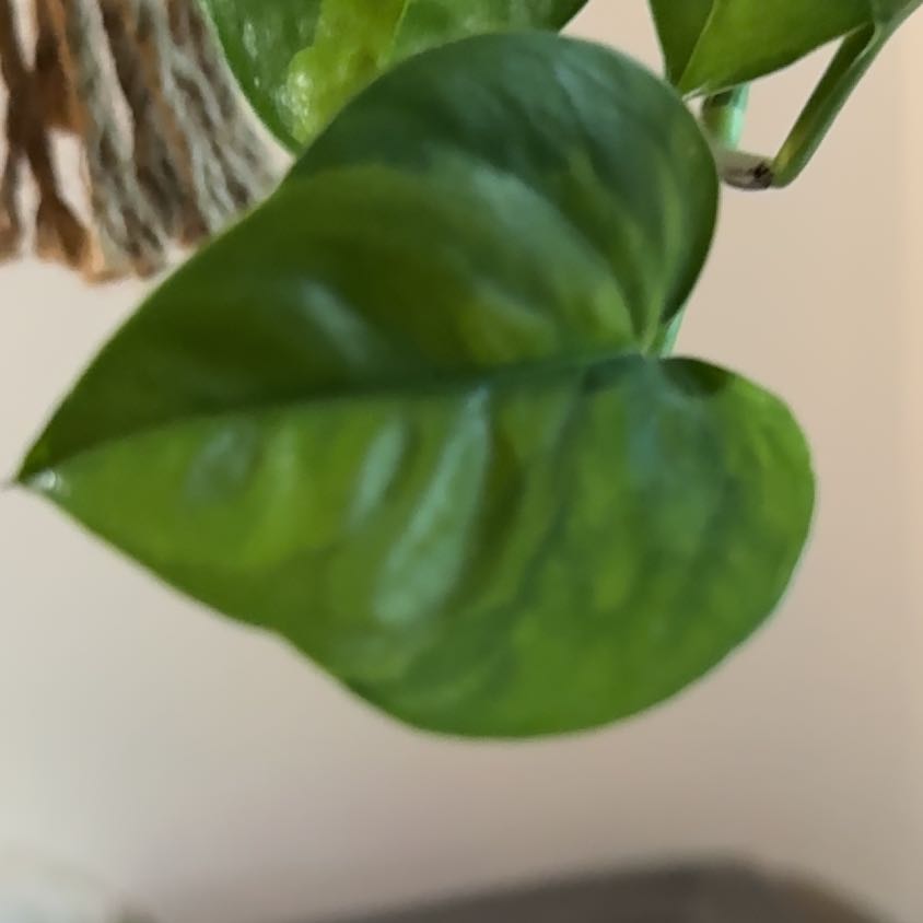 Photo of the plant species Global Green Pothos by @LadylikeOnion named Walt on Greg, the plant care app