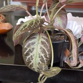 Photo of the plant species Flame Violet 'Karlyn' by @SizzlingBeech named Peter Parker on Greg, the plant care app