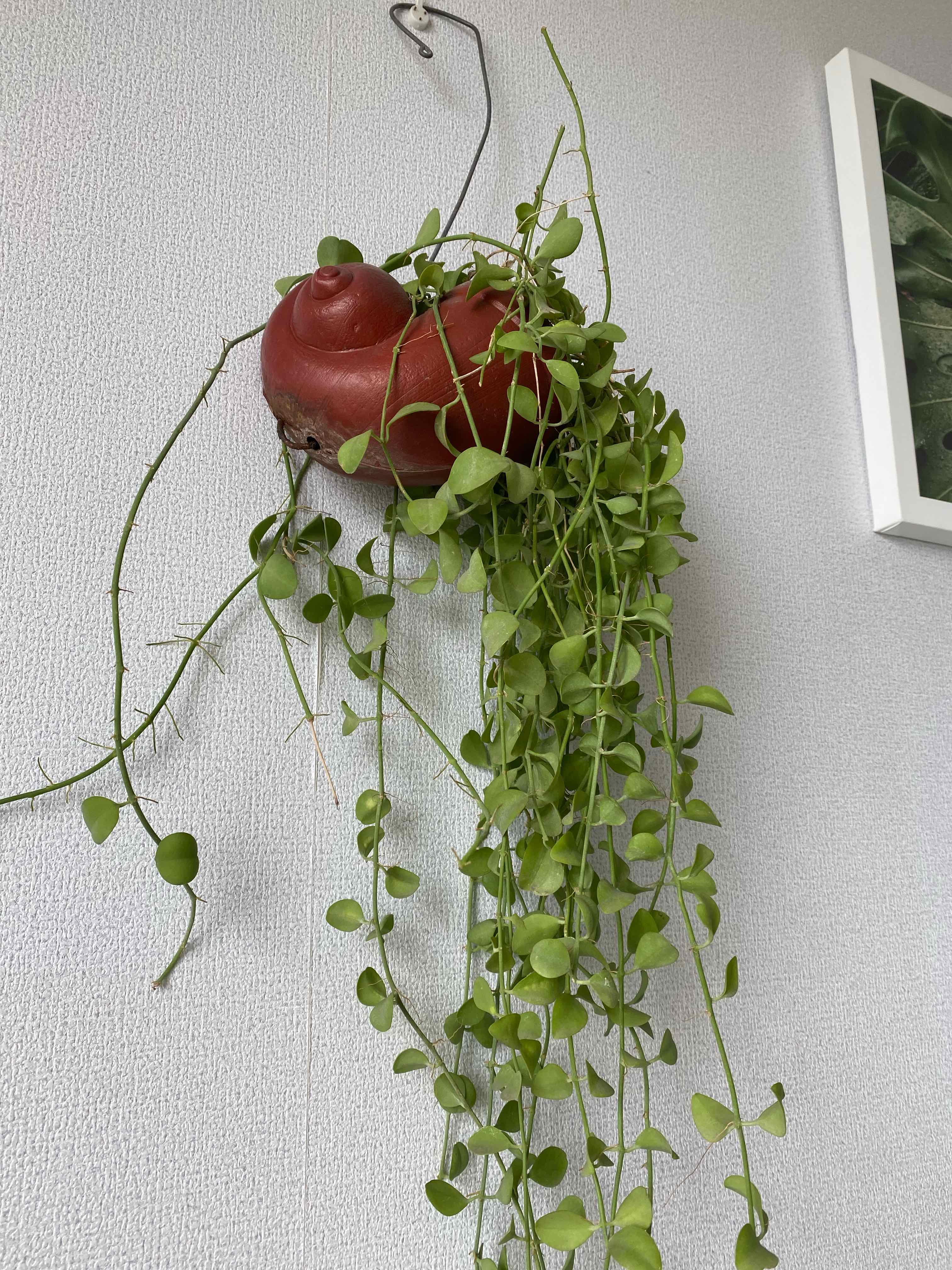 Hanging Million Hearts plant with vibrant green heart-shaped leaves.
