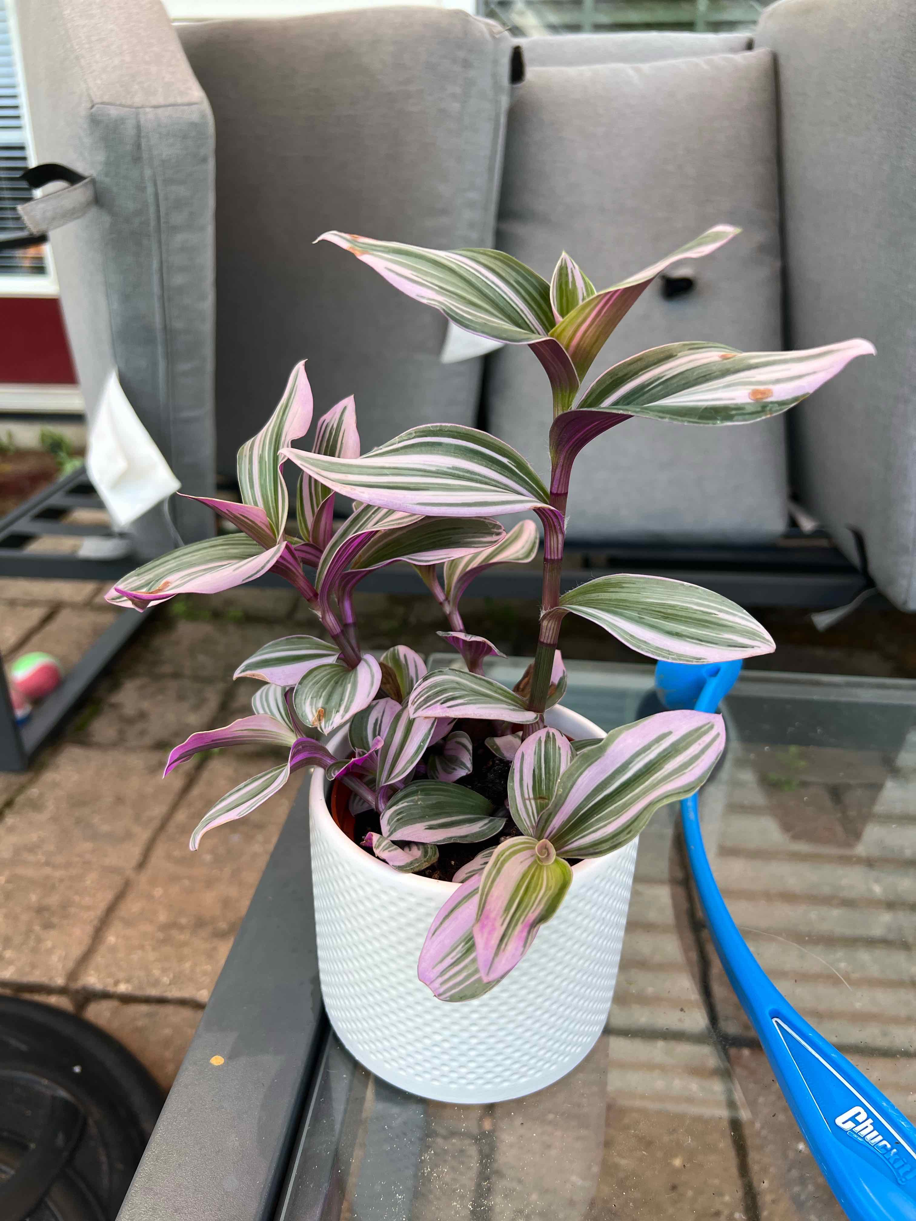 Photo of the plant species (smooth form) - 'Lilac' by @VitalSnakeberry named Peter Parker on Greg, the plant care app
