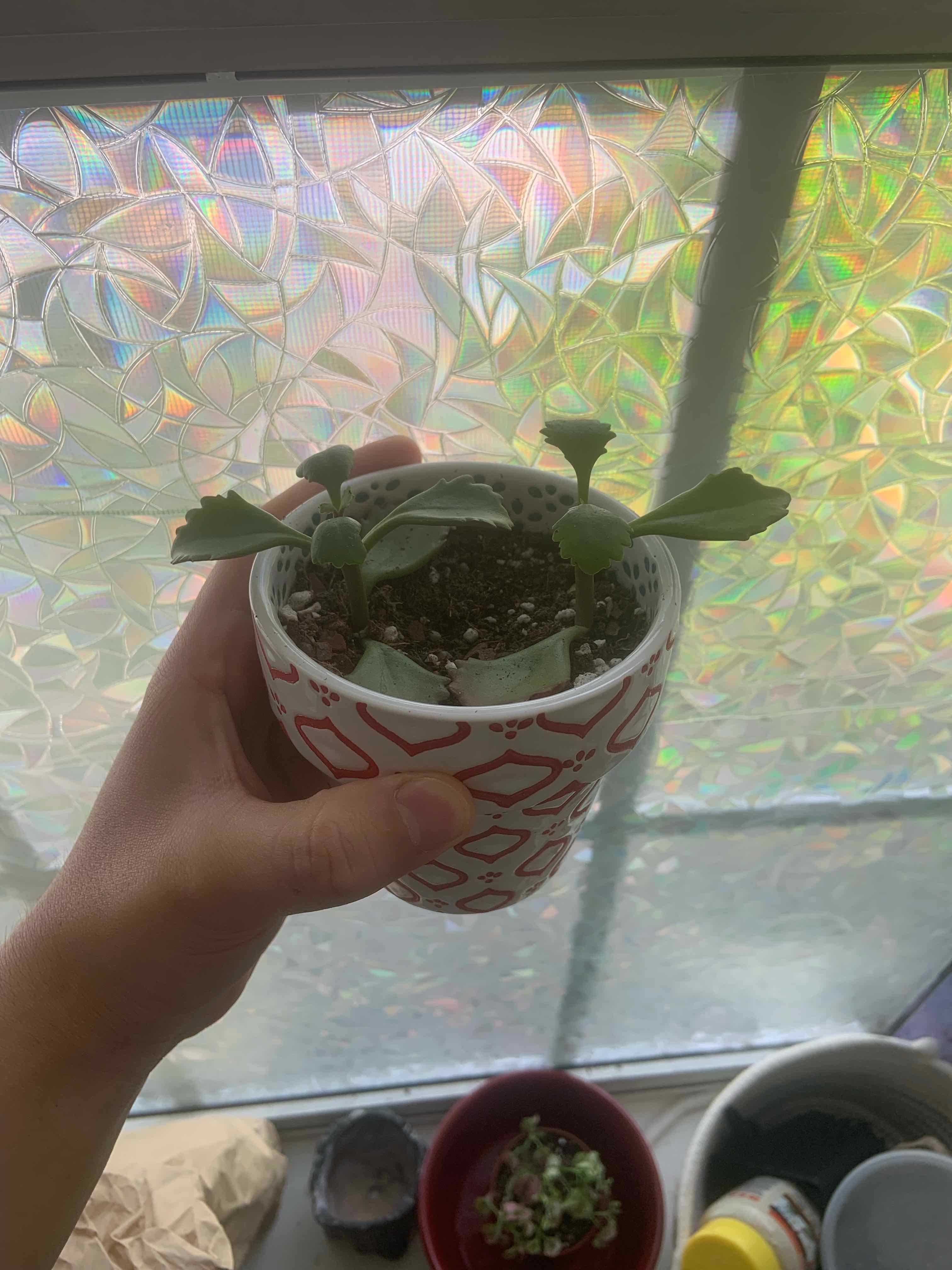 A Tugela Cliff-Kalanchoe plant in a decorative pot, held by a hand in front of a patterned window.