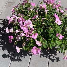 Photo of the plant species Lovie Dovie Supertunia by @CrispCanecactus named Lebron on Greg, the plant care app
