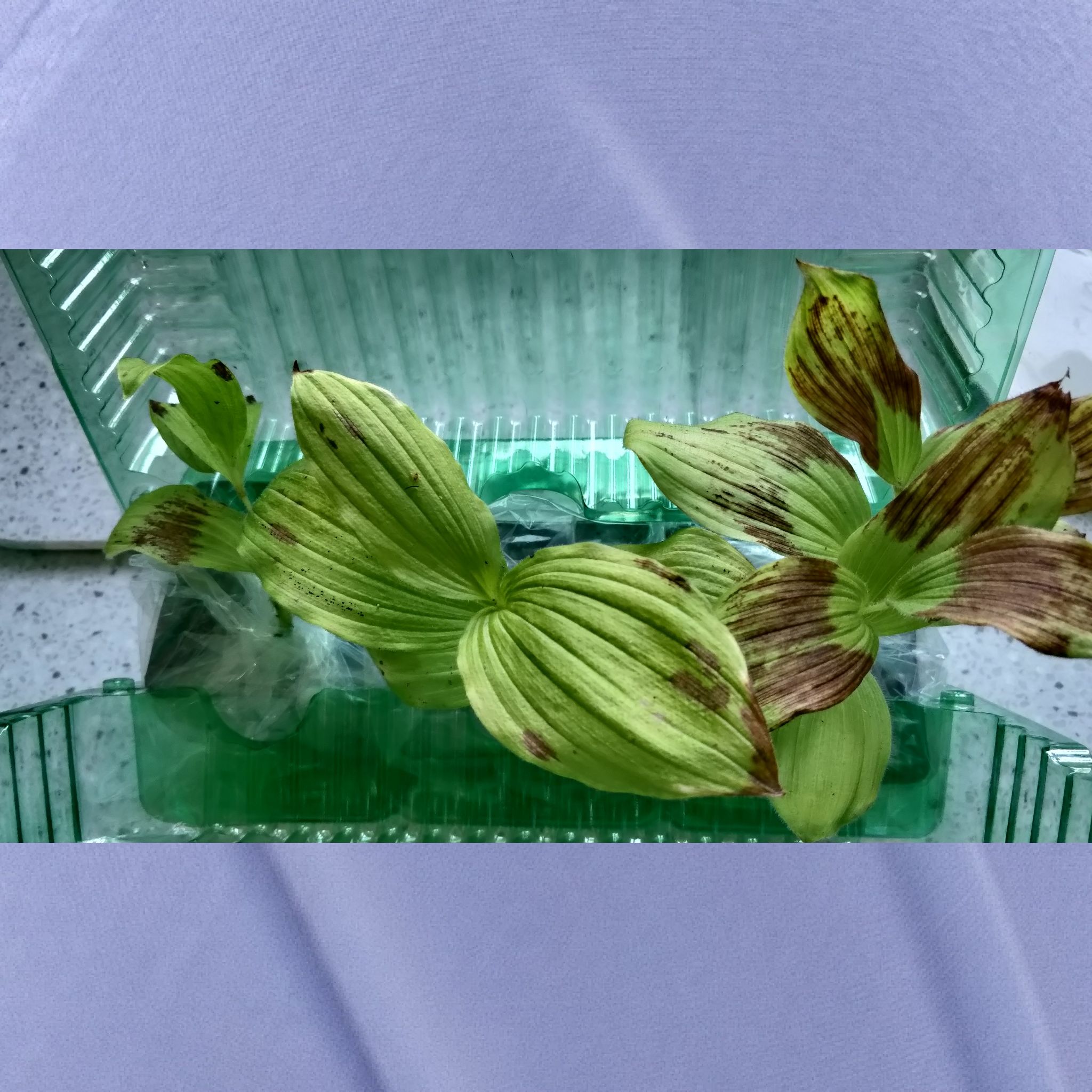 Photo of the plant species Lady Slipper Orchid by @PromptAlfalfa14 named Messi on Greg, the plant care app