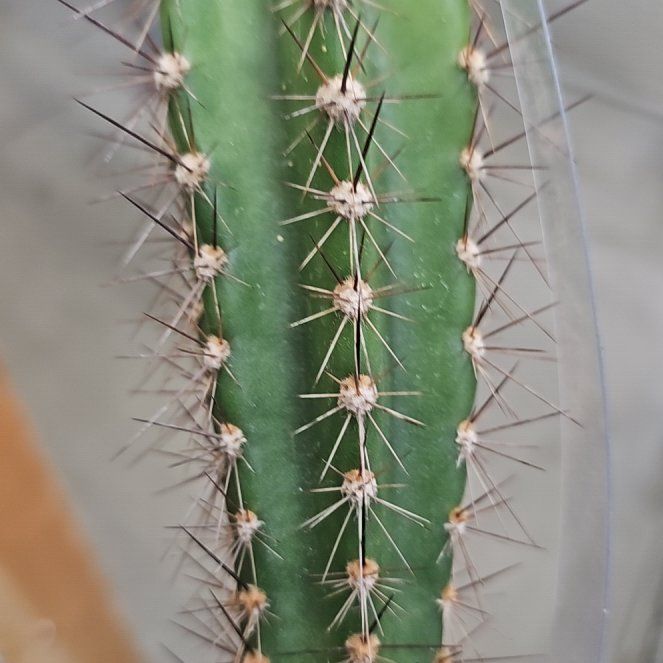 Photo of the plant species Ferocactus Wislizeni by @RealBaldcypress named Miley on Greg, the plant care app