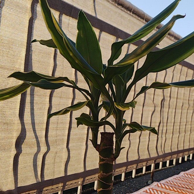 Photo of the plant species dragon tree golden coast by @HeroStinkhorn named Rebeca on Greg, the plant care app