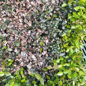 Photo of the plant species Asian Jasmine by @CosmicLemontree named Zion on Greg, the plant care app