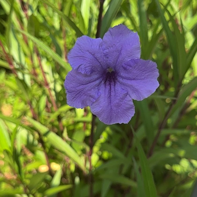 Photo of the plant species Mexican Bluebell by @CosmicLemontree named Austen on Greg, the plant care app
