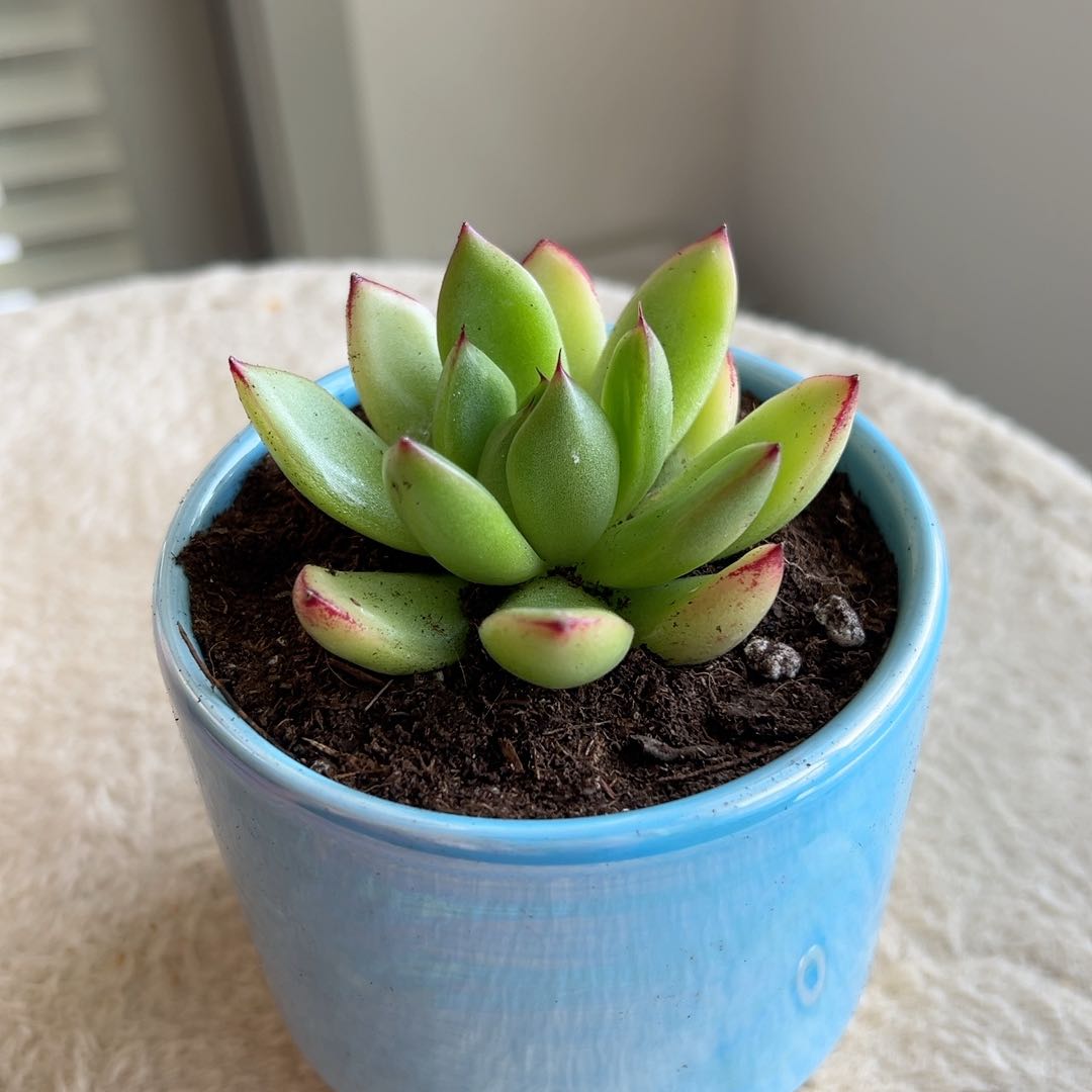 Photo of the plant species Echeveria agavoides 'Red Tip' by @Overwhelmed named Miranda on Greg, the plant care app