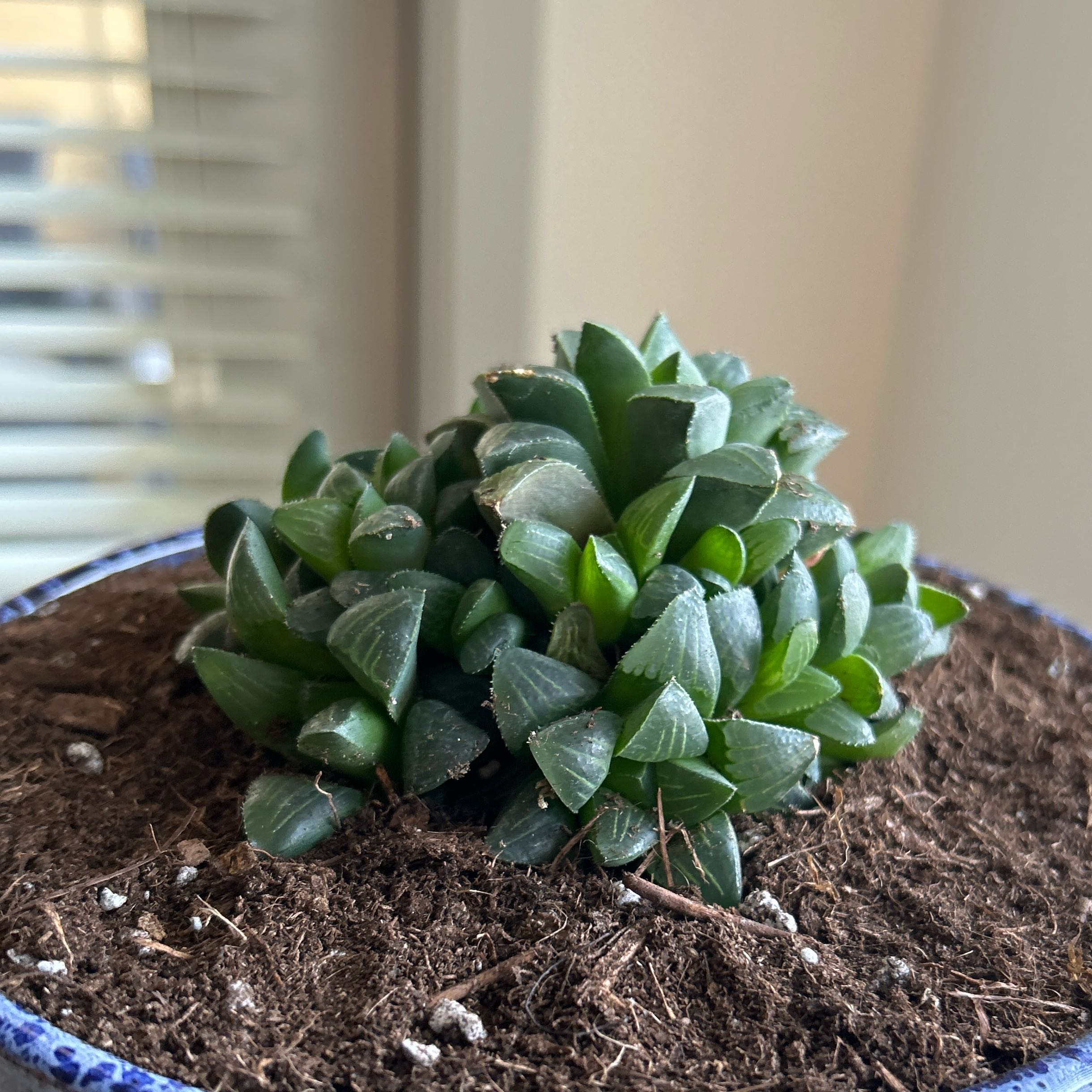 Photo of the plant species Haworthia mutica by @Overwhelmed named Jade on Greg, the plant care app
