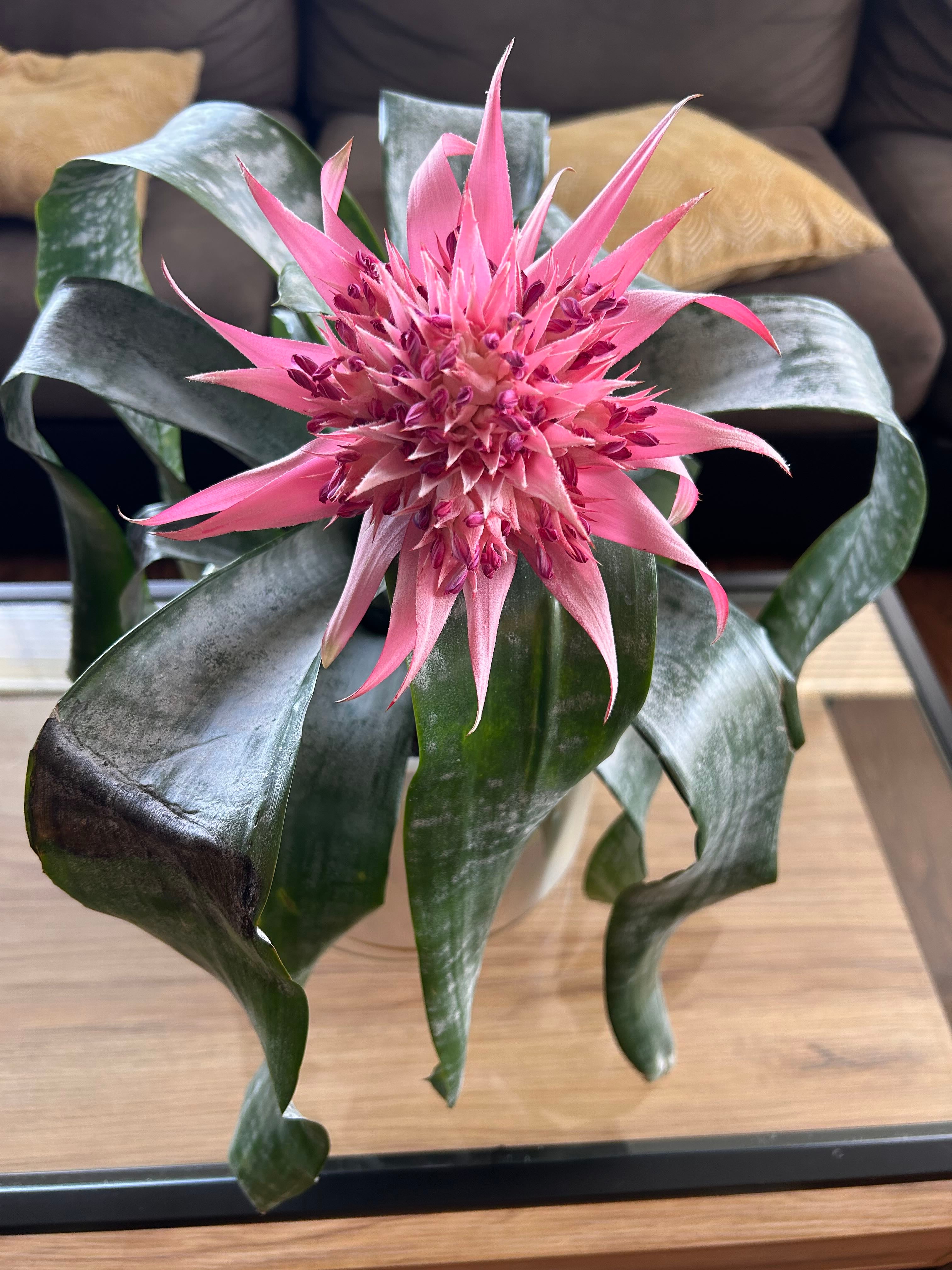 🌺 Aechmea 'Del Mar' Wilting? Here's What to Do
