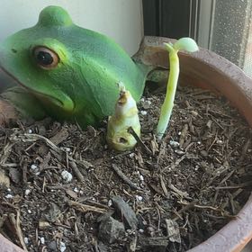 Photo of the plant species Echeveria 'Blue Sky' by @TastyIndianplum named Froge on Greg, the plant care app