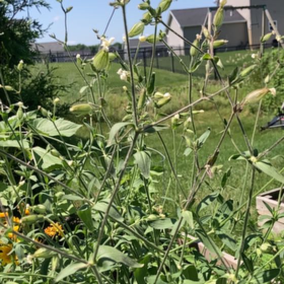 Photo of the plant species Bladder Campion by @GladDarkmullein named Forrest on Greg, the plant care app