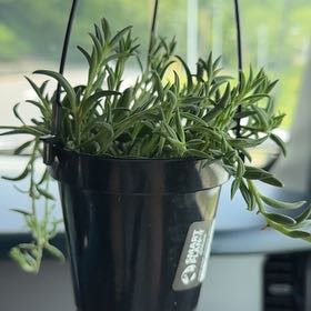 Photo of the plant species Blue Pickle Vine by @StrongGroundsel named Mollie on Greg, the plant care app