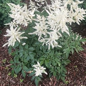 Photo of the plant species Buck's-Beard by @ComicSeaorache named Remington on Greg, the plant care app