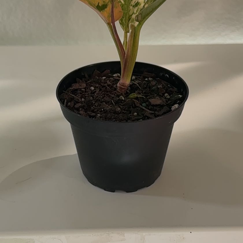 Photo of the plant species Caramel Marble Philodendron by @Taylor702 named Maya on Greg, the plant care app