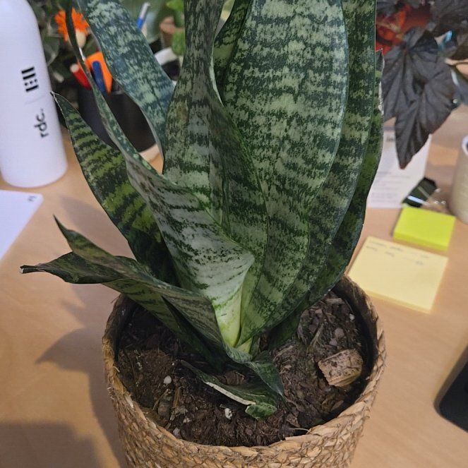 Photo of the plant species Forest Star Snake Plant by @ShinyOakmoss named James Dean on Greg, the plant care app