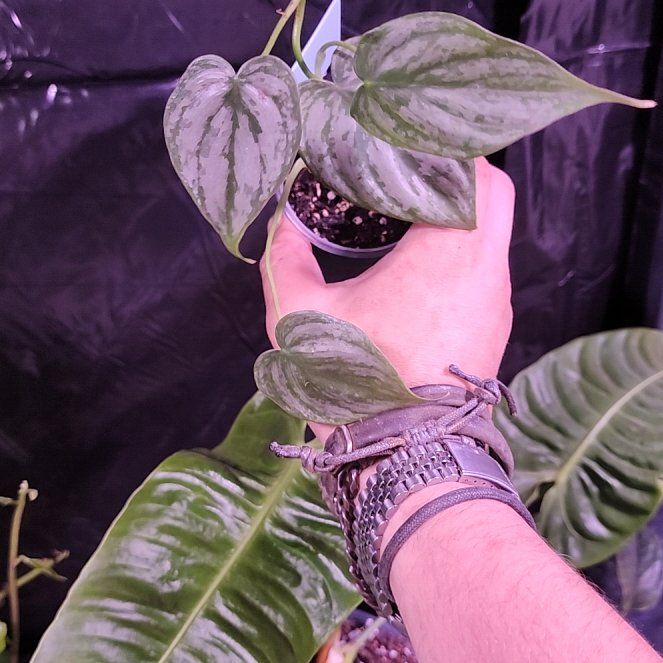 Photo of the plant species Pilodendron Brandi by @NurseBogwillow named Winston on Greg, the plant care app