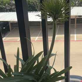 Photo of the plant species African Lily by @BusyWaterlocust named Figyonce on Greg, the plant care app