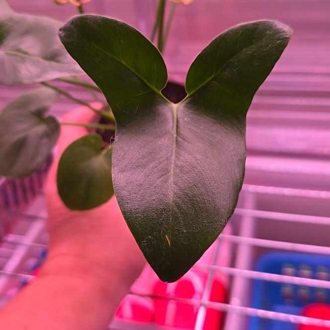 Photo of the plant species Hope Plant by @plantgrowrepeat named Forrest on Greg, the plant care app