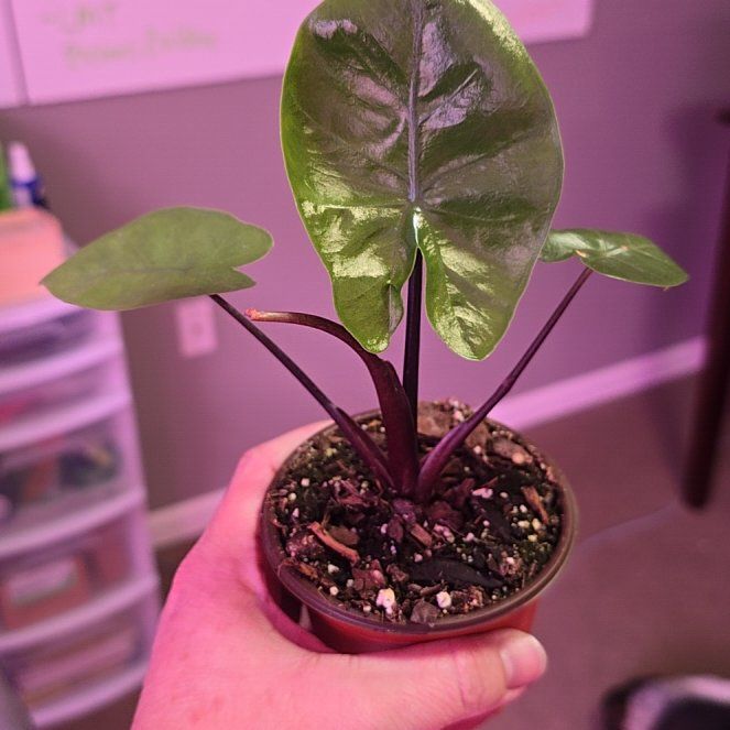 Photo of the plant species Alocasia Black Stem Variegated by @plantgrowrepeat named Drake- NOT Veriegated on Greg, the plant care app