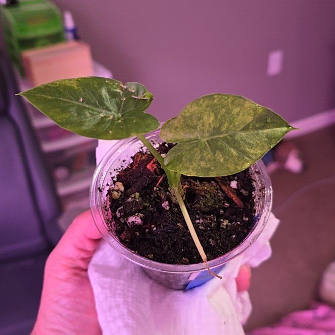 Photo of the plant species Alocasia gageana 'Aurea' by @plantgrowrepeat named Plato on Greg, the plant care app
