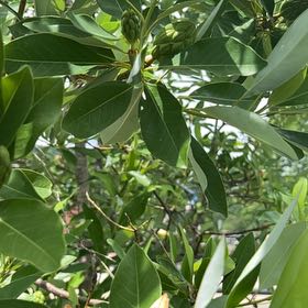 Photo of the plant species Sweetbay Magnolia by @LimberSiamtulip named Foxxy on Greg, the plant care app