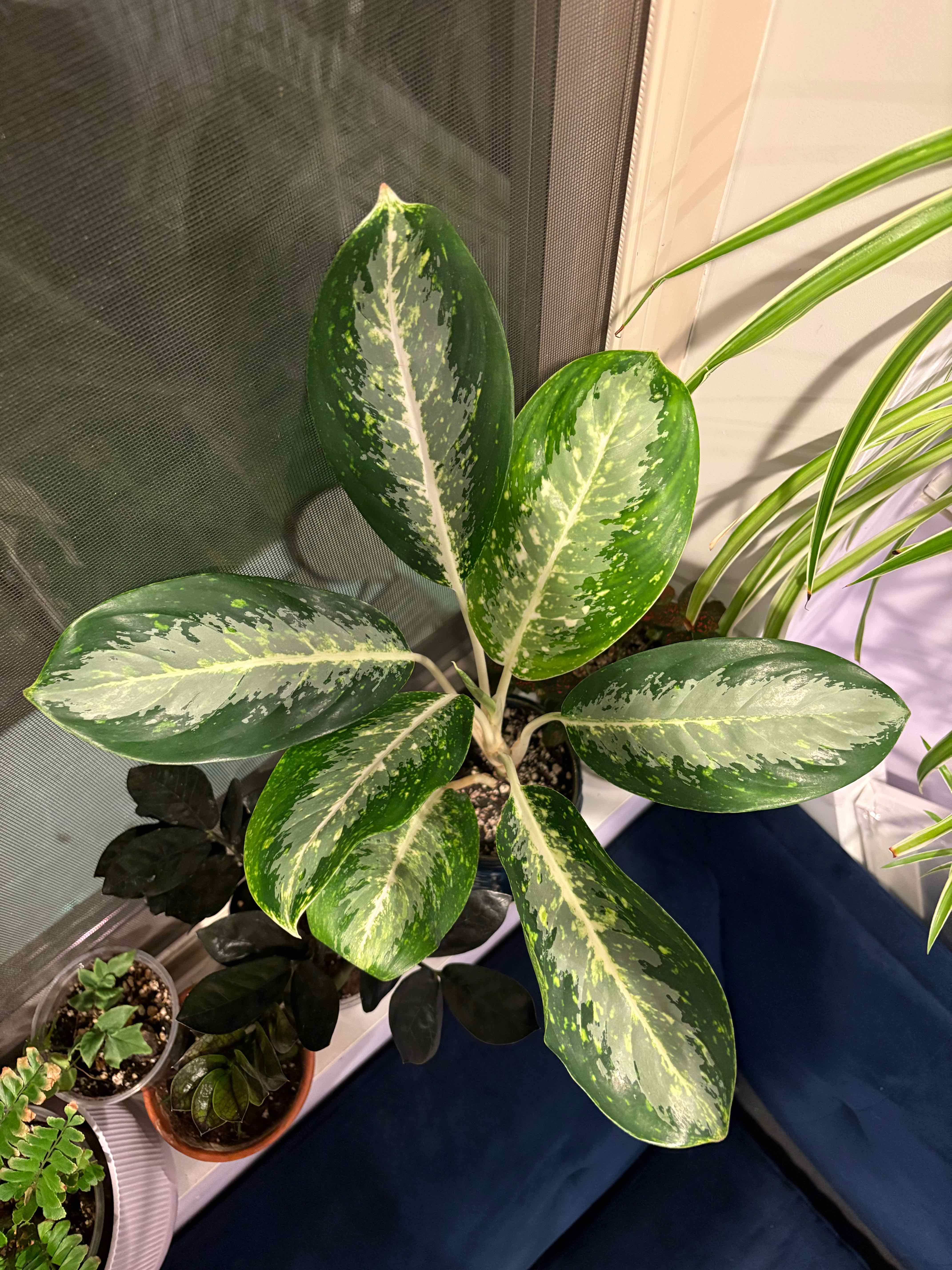Photo of the plant species Aglaonema 'Milky Way' by @WanderingJenny named Milky Way on Greg, the plant care app