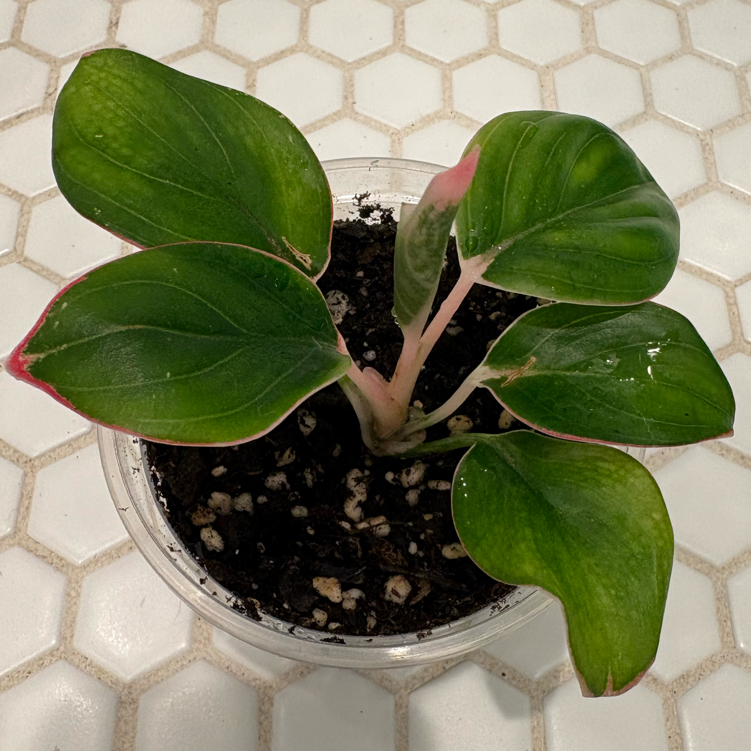 Photo of the plant species Red lipstick by @WanderingJenny named Aglaonema Khanza Pink on Greg, the plant care app