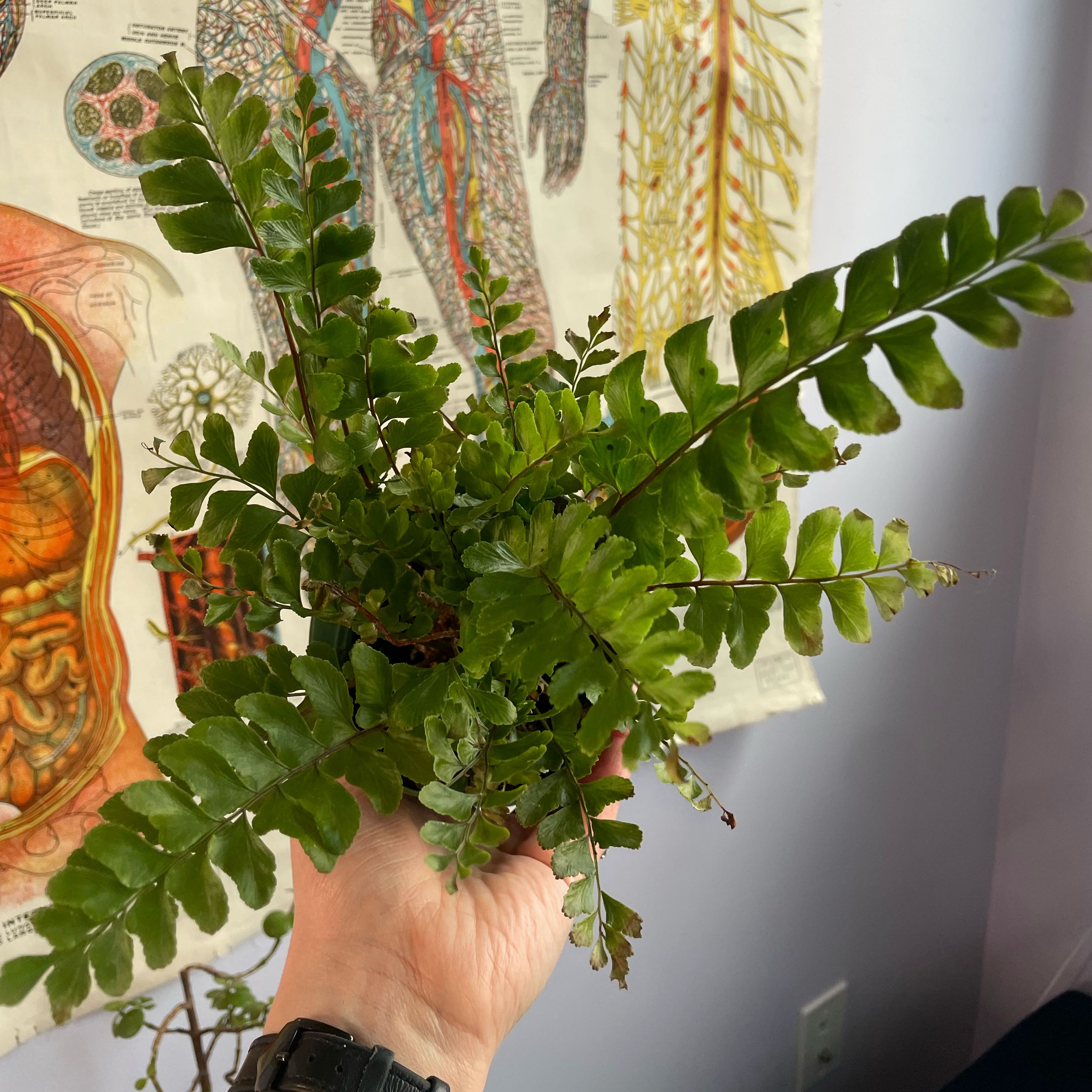 Photo of the plant species Mahogany Fern by @WanderingJenny named Mahogany on Greg, the plant care app