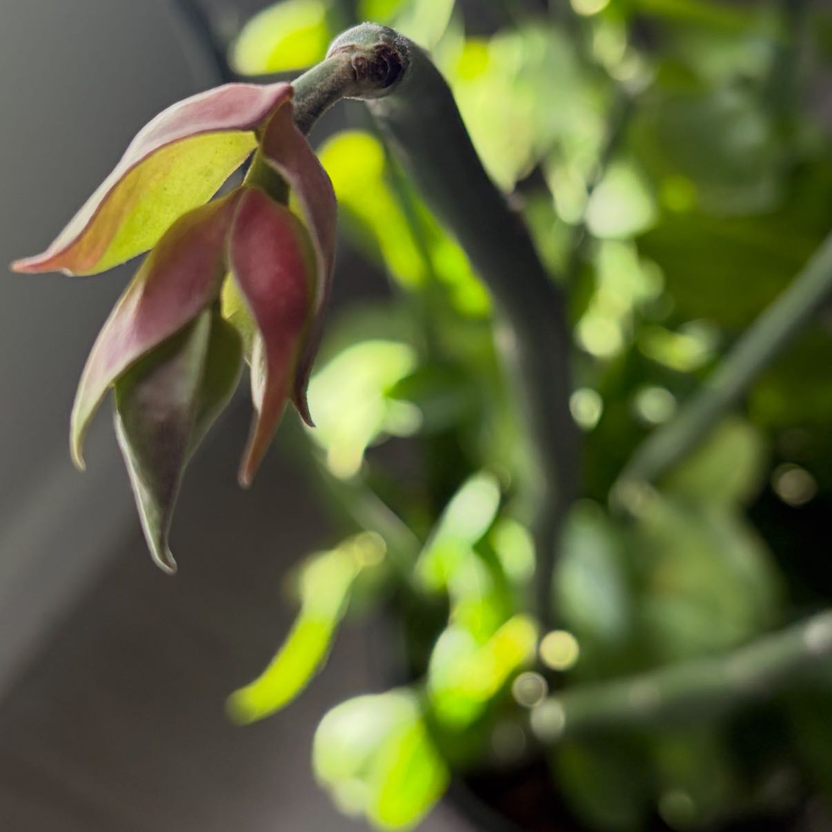 Photo of the plant species Pedilanthus bracteatus by @ProIvorytowers named Apollo on Greg, the plant care app