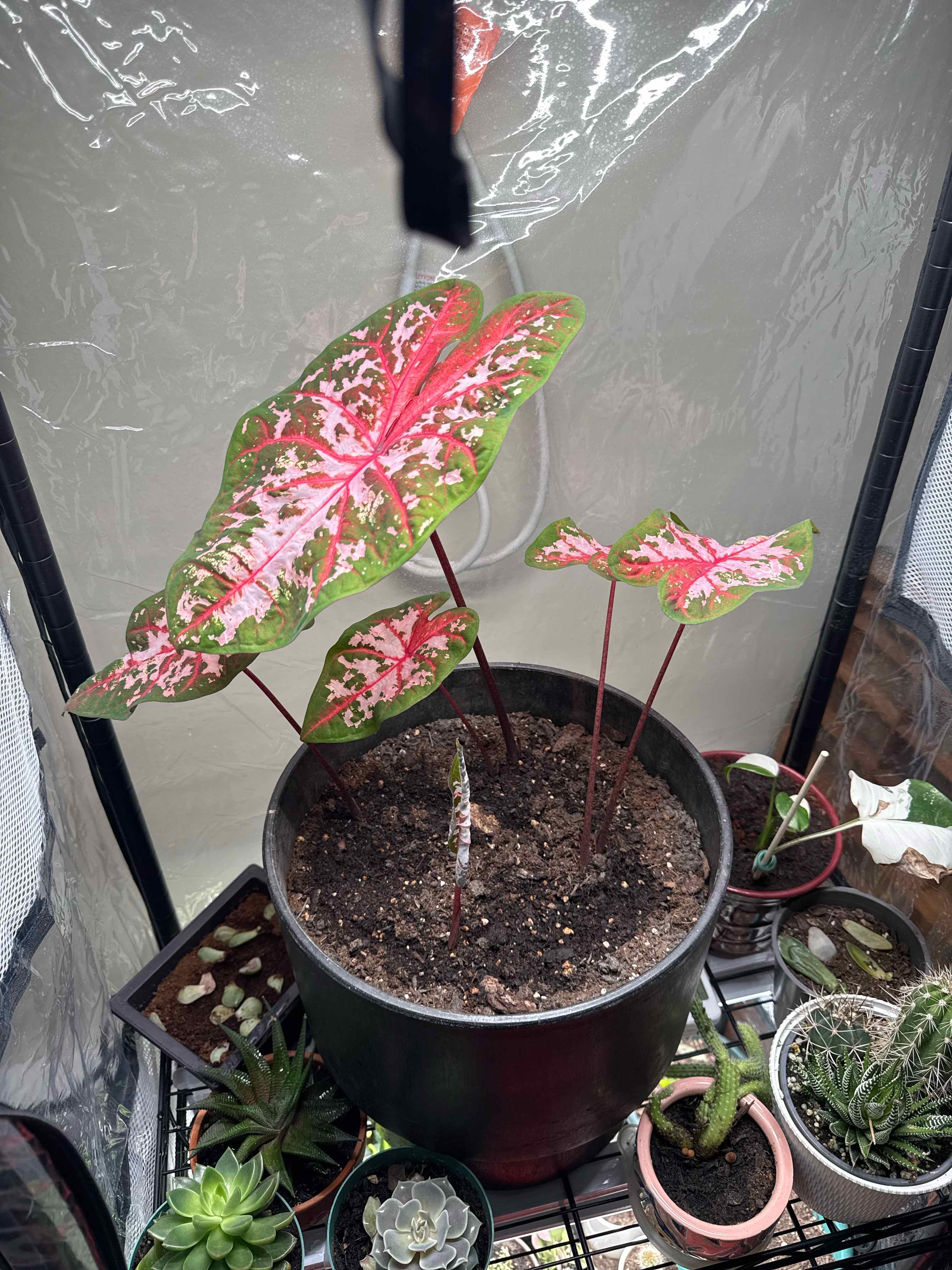 Photo of the plant species Fiesta Caladium by @SurpriseCorn named Jeffrey Palmer on Greg, the plant care app