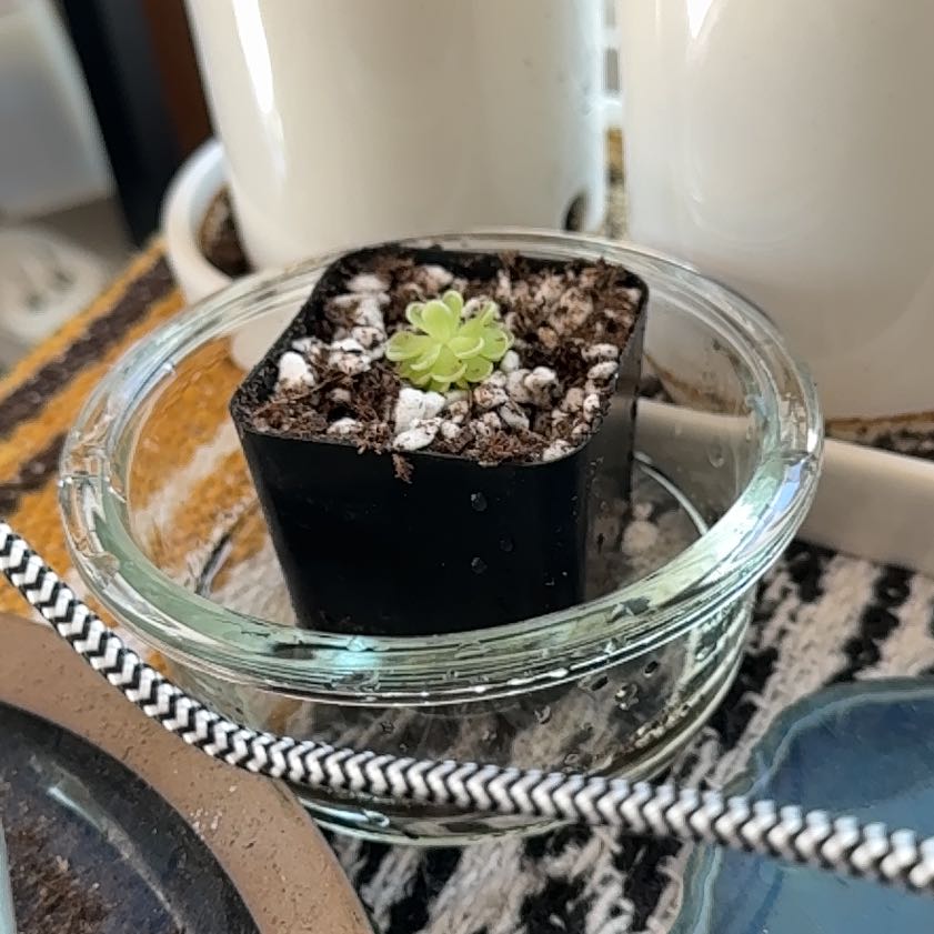 Photo of the plant species Mexican Butterwort by @SurpriseCorn named Dolores on Greg, the plant care app
