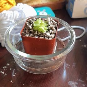 Photo of the plant species Mexican Butterwort by @SurpriseCorn named Mollie on Greg, the plant care app
