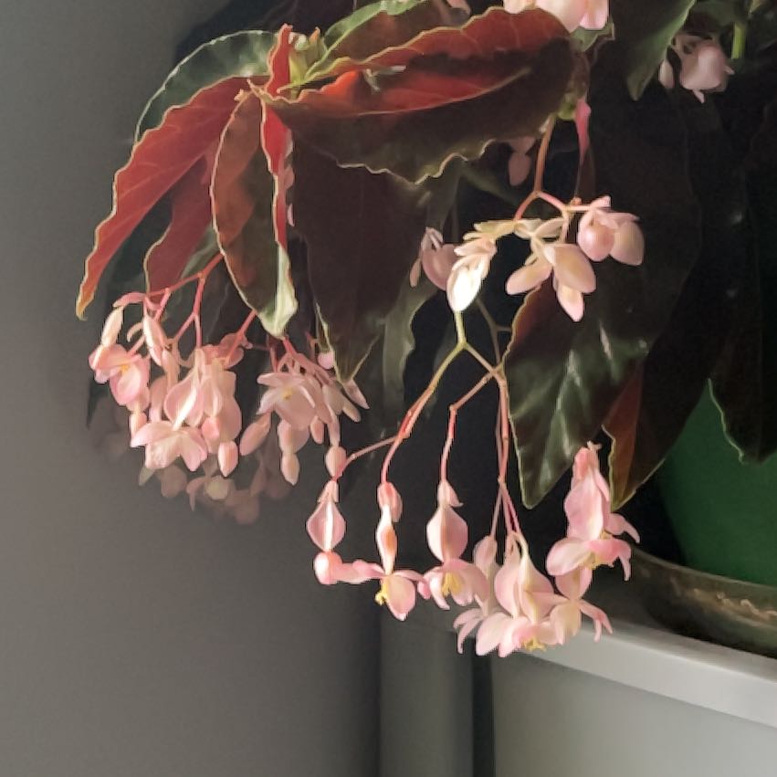 Photo of the plant species Begonia Jim's cotton candy by @AstuteIroncross named Bella on Greg, the plant care app