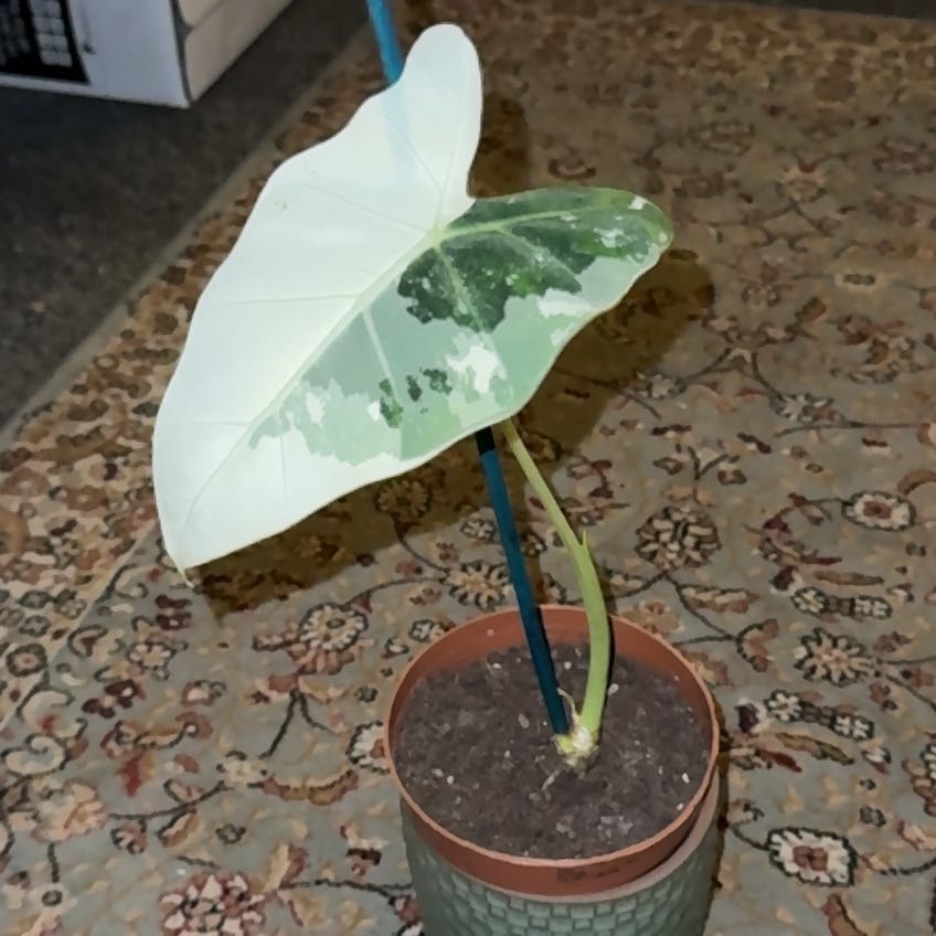 Photo of the plant species varigated elephants ear by @SirSpringavens named Beyonce on Greg, the plant care app