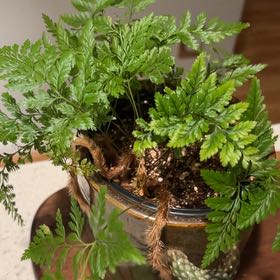 Photo of the plant species Rabbit's Foot by @BubblyAloeyucca named Horace on Greg, the plant care app